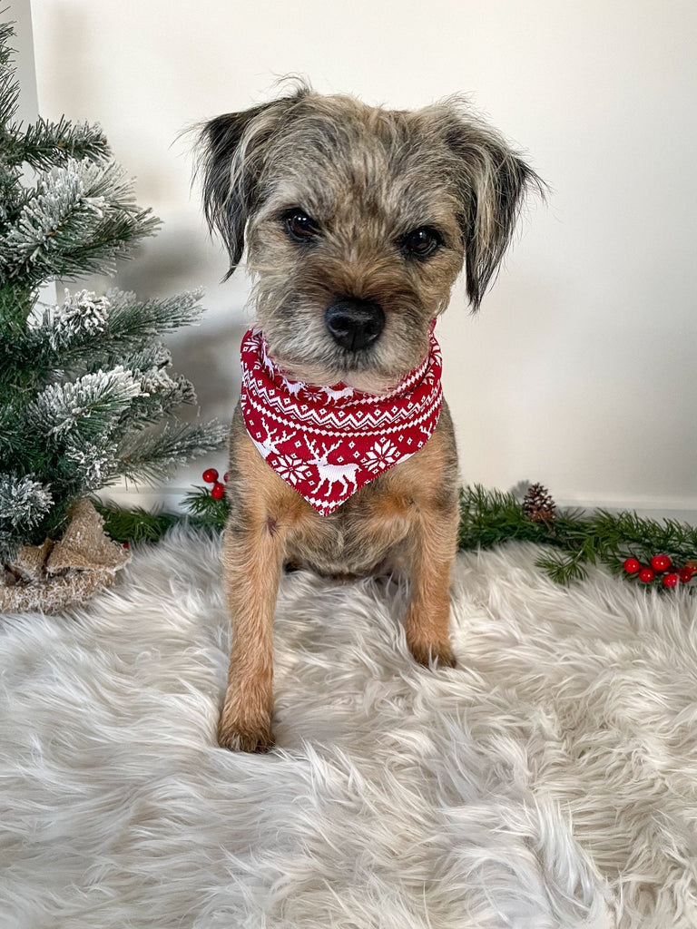 pet christmas outfit